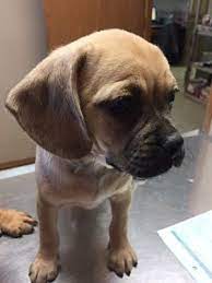 Scroll down this page to view our puggle puppies for sale. Union Grove Wi Pug Meet Puggle Pups Fosters Adopters A Pet For Adoption