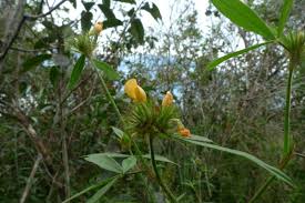 Image result for Stylosanthes