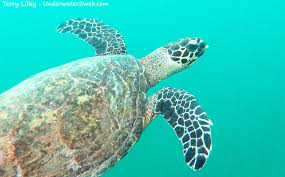 Hawksbill sea turtle eretmochelys imbricate. Meet Honu Ea The Hawksbill Sea Turtle The Garden Island