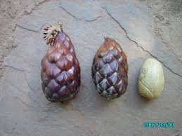 Image result for Raphia farinifera