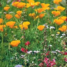 Check spelling or type a new query. Native Pacific Northwest Wildflower Seed Mix American Meadows