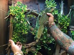 Water dragons are diurnal lizards, meaning they are active during the day and sleep at night. Chinese Water Dragon Caresheet Reptile Rapture