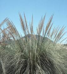 Image result for Sporobolus mauritianus