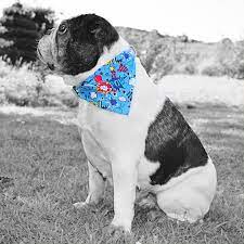 thesnugpug boy dog accessories dog bandana girl and dog