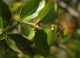 Image result for Scutia