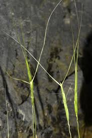 Image result for Elionurus tripsacoides