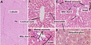 Check spelling or type a new query. Cell Types Hepatocyte Atlas Of Plant And Animal Histology