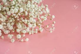 Maybe you would like to learn more about one of these? Gypsophila White Baby S Breath Flower On Pastel Pink Background With Copy Space Sweet And Beautiful Wallpaper For Valentine Or Wedding Backdrop Design Gypsophila Flower Is Mean Forever Love Stock Photo Picture And
