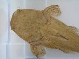 Image result for Harpochloa pseudoharpechloa