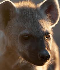 Image result for Heinsenia