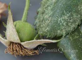 Résultat de recherche d'images pour "leaf hoppers"