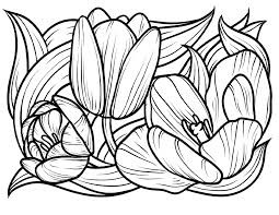 There are many varieties of tulips and what goes with it, many different colors. Printable Tulips Coloring Page For Both Aldults And Kids
