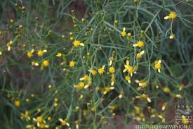 Image result for Octolepis