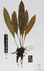 Image result for Elaphoglossum kivuense