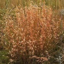 Image result for Eragrostis gummiflua