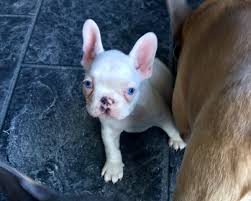 Find frenchy breeders close to you in manitoba using our searchable directory. Arctic Dream Frenchies Brendakbrown3 Twitter