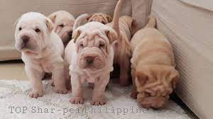 The shar pei is an ancient chinese breed that predates modern times. Top Shar Pei Philippines Home Facebook