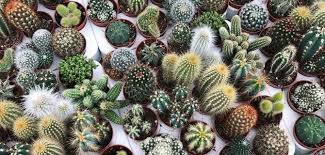 From the humble jade plant to the magnificent saguaro cactus, succulents occupy every corner of the world with their fantastic shapes and colors. 7 Tips To Keep Your Small Succulents And Cacti Alive And Thriving