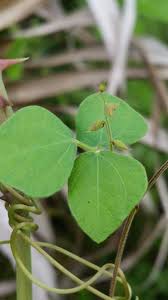 Image result for Rhynchosia sublobata