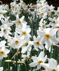 Narcissus Pheasant S Eye Poeticus Narcissi Narcissi As Far Back As 1850 Bulb Flowers Narcissus Flower Flowers