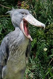 Creepy Bird With Big Mouth A Shoebill Bird I Ve Never Heard Of It Shoebill Shoebill Bird Shoebill Stork