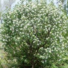 Image result for Amelanchier ovalis