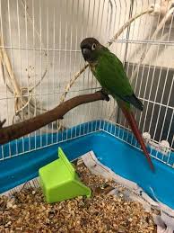 Rehomed Conure Hornsby New South Wales Nsw Australia F43380 Conure Parrots Conure Parrot