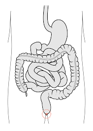 More than 2,500 free coloring pages for adults to download in pdf, or to print. Human Anus Wikipedia