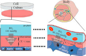 Webstore.ansi.org has been visited by 10k+ users in the past month Limitations Of Oxygen Delivery To Cells In Culture An Underappreciated Problem In Basic And Translational Research Sciencedirect