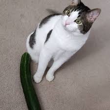 Can Cats Eat Cucumber Is Cucumber Safe For Cats Cats Cat Day Cat Facts