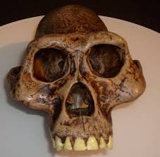 Australopithecus afarensis australopithecus afarensis is one of the oldest know hominin australopithecus afarensis (meaning southern ape from afar) possessed a combination of. Early Hominids For Kids Global Citizen Family Teach About The Early Ones