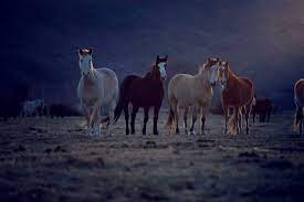 Horse History Of The Wild West Kimcampion Com