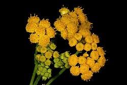 Image result for Nidorella welwitschii