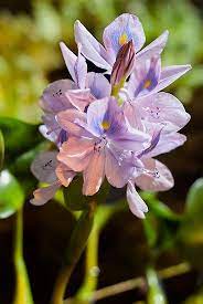 Water Hyacinth Beautiful Blooms Water Hyacinth Beautiful Flowers