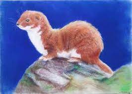 Least Weasel By Munchengirl Cute Animals Weasel Animals