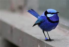 Blue Wren Every Time I Look At This Pic It Makes Me Smile Love The Color And Shape Of This Sweet Little Bird Pet Birds Cute Animals Beautiful Birds