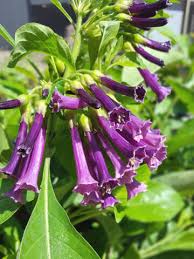 Image result for Iochroma