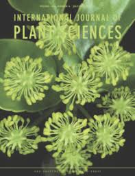 Image result for Antopetitia abyssinica