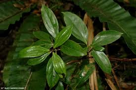 Image result for Cryptocarya woodii