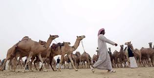 A camel festival held every year in the middle of the desert. Al Dhafra Festival Experience Traditional Abu Dhabi At The World S Largest Camel Festival Verdict