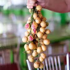 Mencari makanan & buah buahan liar didalam hutan. Unik 10 Buah Asli Indonesia Ini Sulit Ditemukan Di Luar Negeri Lho