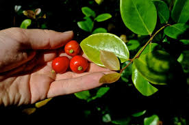 Image result for Eugenia woodii