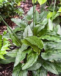 Image result for Drimiopsis