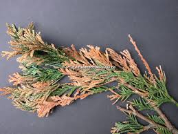 Image result for kabatina thujae