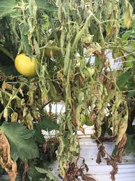 Maybe you would like to learn more about one of these? Southern Blight Of Tomato And Pepper Nc State Extension Publications