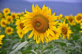Maybe you would like to learn more about one of these? 30 Different Types Of Sunflowers With Basic Care Requirements For The Plants Garden Mandy