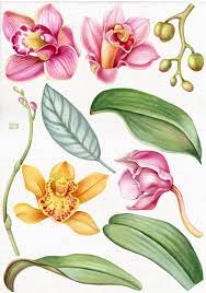 Watercolor Orchids Clip Art Tropical Yellow Pink Orchid Flowers And Leaves Clipart Commercial Use Instant Download High Resolution Orchid Drawing Orchid Photography Orchid Flower