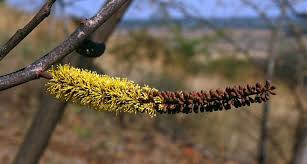 Image result for Elephantorrhiza goetzei