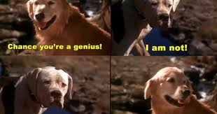 Homeward Bound Chance And Shadow Disneymovies Homeward Bound Movie Movies The Incredibles