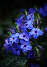 Image result for Eranthemum pulchellum